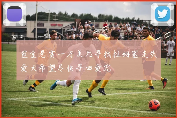 重金悬赏一万美元寻找拉姆塞走失爱犬希望尽快寻回爱宠